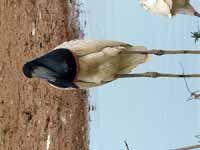 Jabiru d'Amérique Jabiru mycteria